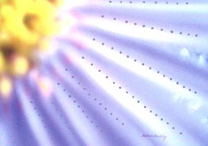 Blå blomst av Martina Konitzky