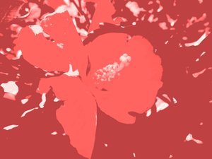 blomstre av Martina Konitzky