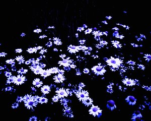 Blomster på kanten av åkeren av Martina Konitzky