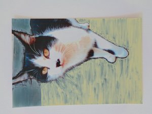 katt av Martina Konitzky