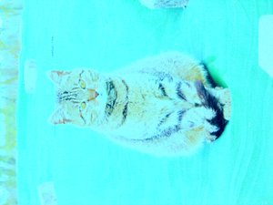 Kitty av Martina Konitzky