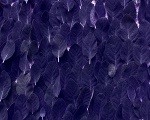 salvie av Martina Konitzky