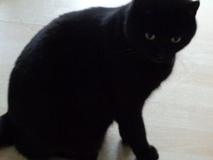 svart katt av Martina Konitzky