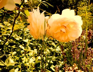 Sommerkveld