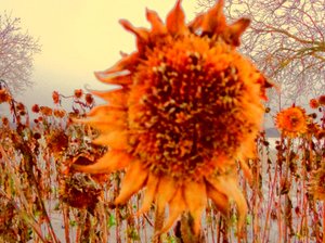 Solsikke i vinter hyllest til Vincent van Gogh av Martina Konitzky