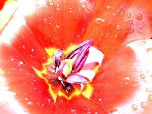Tulipaner av Martina Konitzky