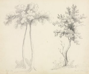 Studier av Upas og Maple Trees.