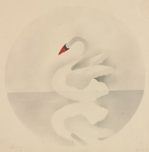 Svane.