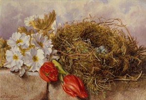 Et stilleben av blomstrende tulipaner og et fuglerede på en avsats (blyant og akvarell) av Mary Elizabeth Duffield