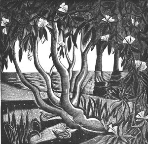Rhododendrons, Holland Park, 2006 (vinylgravering) av Mary Kuper