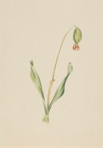  av Mary Vaux Walcott
