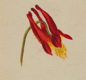  av Mary Vaux Walcott