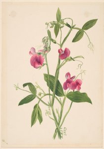  av Mary Vaux Walcott