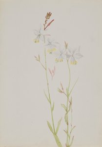  av Mary Vaux Walcott