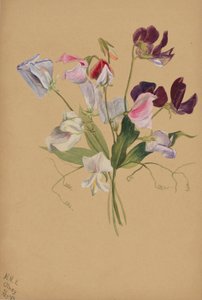  av Mary Vaux Walcott