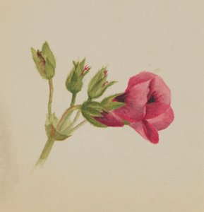  av Mary Vaux Walcott