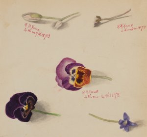  av Mary Vaux Walcott