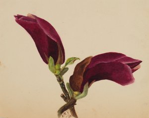  av Mary Vaux Walcott