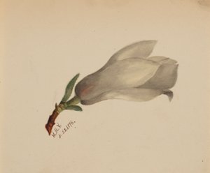  av Mary Vaux Walcott