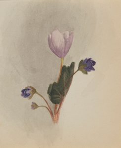 av Mary Vaux Walcott