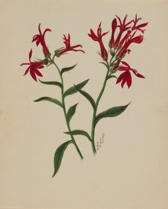 av Mary Vaux Walcott