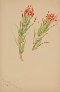  av Mary Vaux Walcott