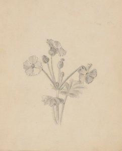  av Mary Vaux Walcott