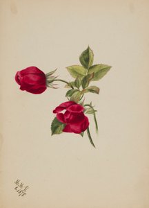  av Mary Vaux Walcott