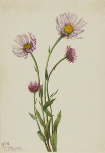  av Mary Vaux Walcott