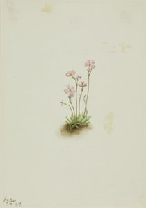  av Mary Vaux Walcott