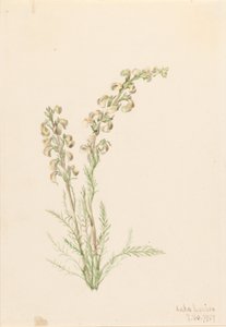  av Mary Vaux Walcott