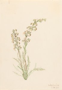 Alpine Fernlife Pedicularis contorta, 1907. av Mary Vaux Walcott