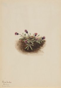  av Mary Vaux Walcott