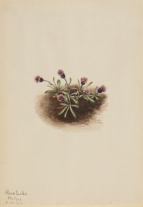 Alpine Fleabane Erigeron unalaschcensis, 1916. av Mary Vaux Walcott