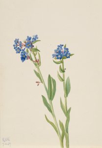 av Mary Vaux Walcott