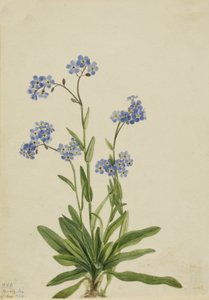 Alpine Forglemmejei Myosotis alpestris, 1924.