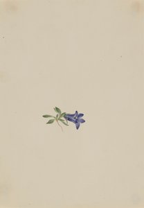 Alpine Harebell Campanula lasiocarpa, n.d. av Mary Vaux Walcott