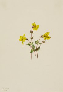 Alpine apeblomst Mimulus caespitosus, 1904. av Mary Vaux Walcott