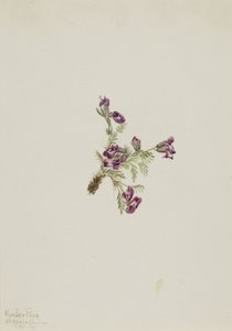  av Mary Vaux Walcott