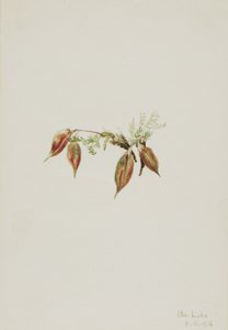  av Mary Vaux Walcott