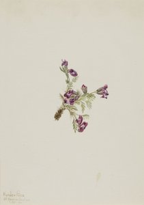 Alpine Pointvetch Oxytropis podocarpa, 1916. av Mary Vaux Walcott