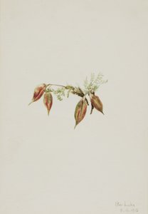 Alpine Pointvetch Oxytropis podocarpa, 1918. av Mary Vaux Walcott