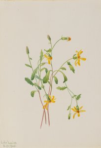 Senecio-arter av alpin ravinurt, 1905. av Mary Vaux Walcott