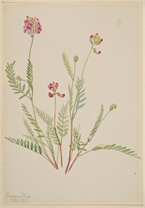  av Mary Vaux Walcott