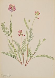 Alpine Vetch Astragalus bourgovii, 1917. av Mary Vaux Walcott