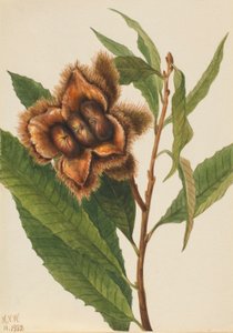  av Mary Vaux Walcott