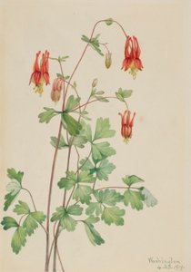  av Mary Vaux Walcott