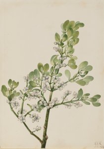 Amerikansk misteltein Phoradendron flavescens, 1923.