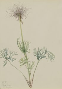 Amerikansk Pasqueflower (Pulsatilla ludoviciana) av Mary Vaux Walcott
