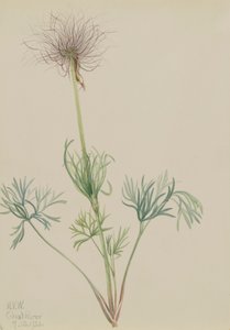 Amerikansk Pasqueflower Pulsatilla ludoviciana, 1920. av Mary Vaux Walcott